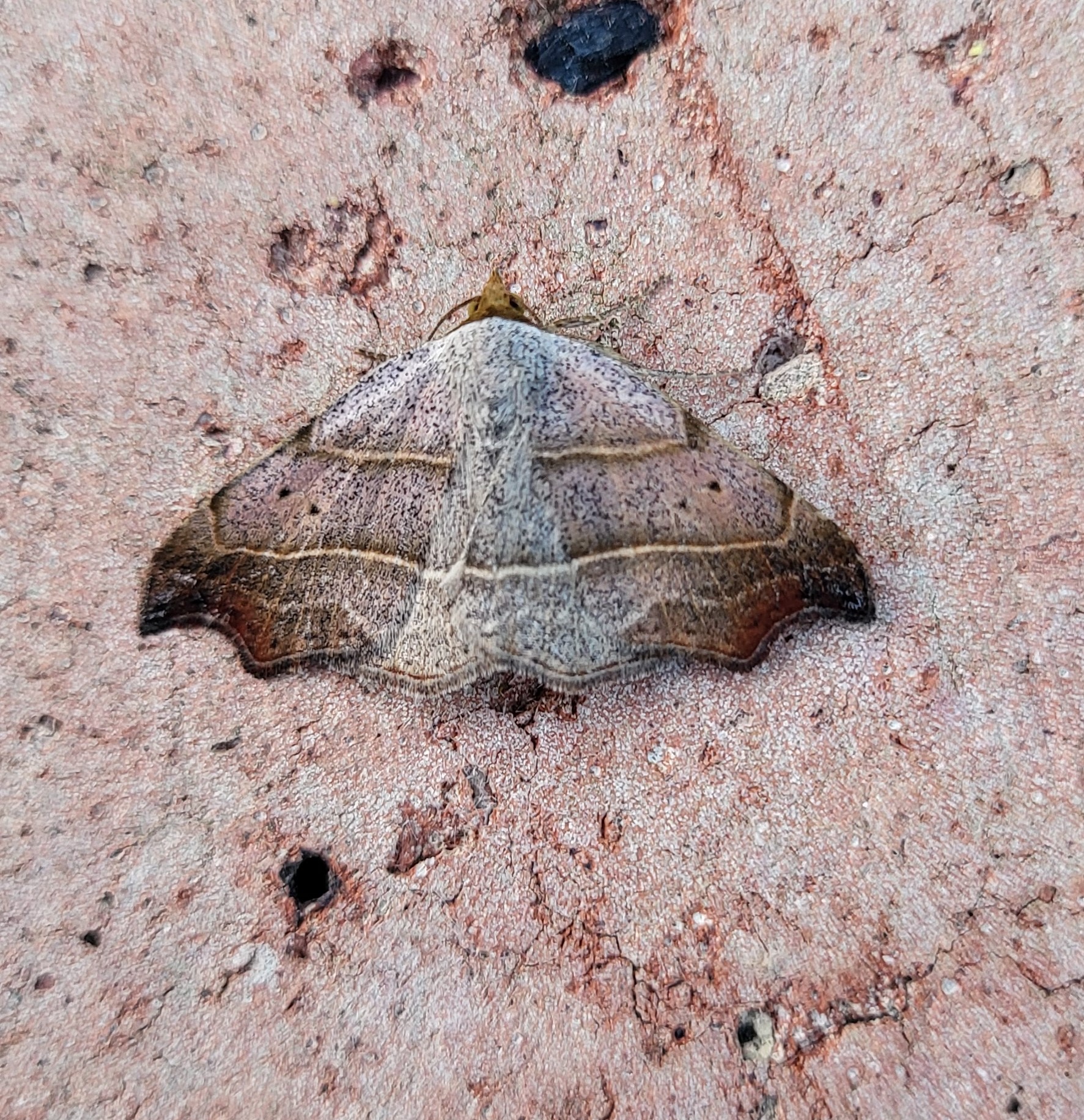 Photo of Beautiful Hook-tip (Laspeyria flexula)